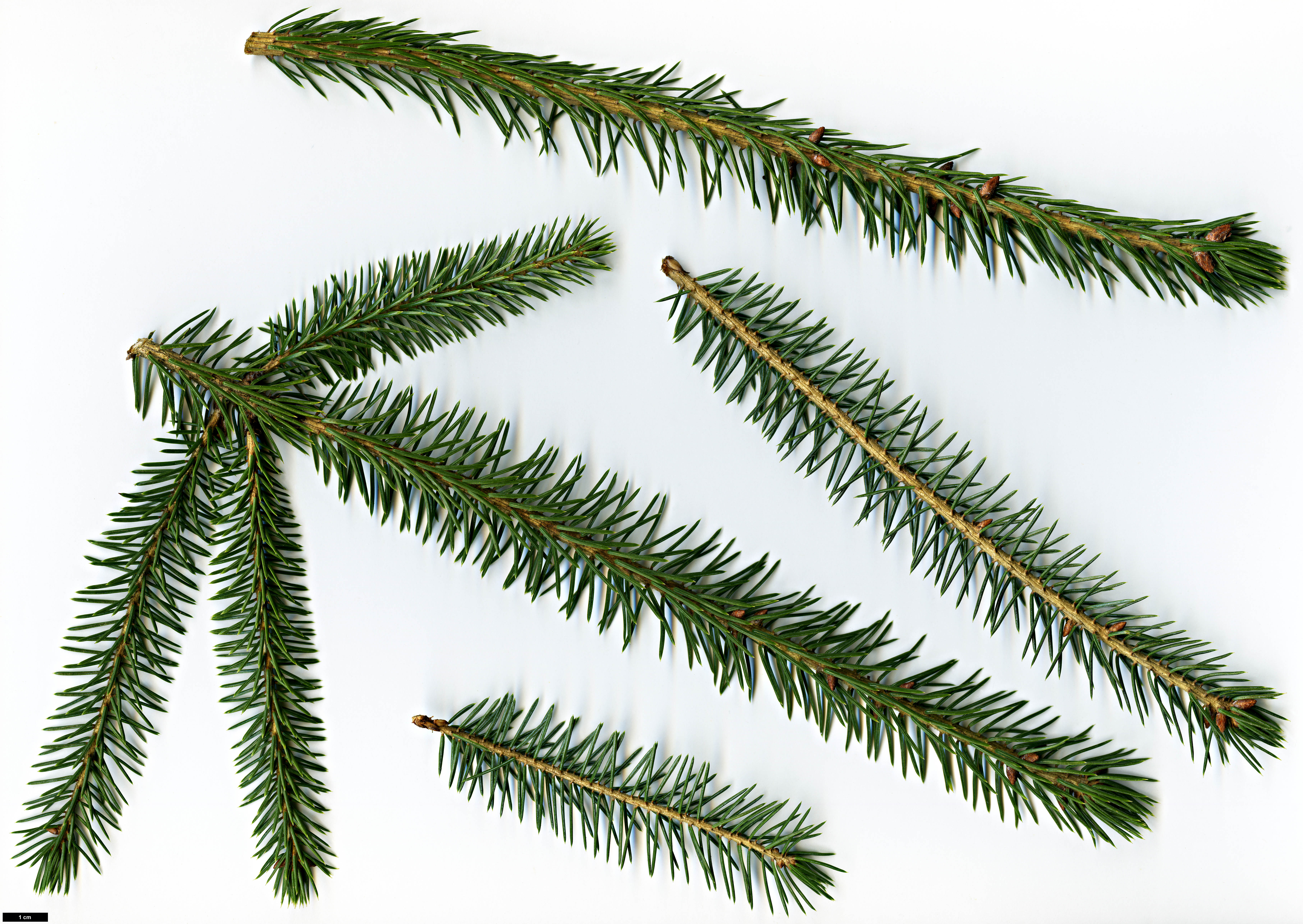 High resolution image: Family: Pinaceae - Genus: Picea - Taxon: koraiensis - SpeciesSub: var. pungsanensis